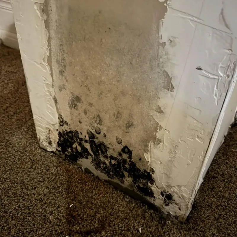 Professional Mold Removal in Strathmore, CA